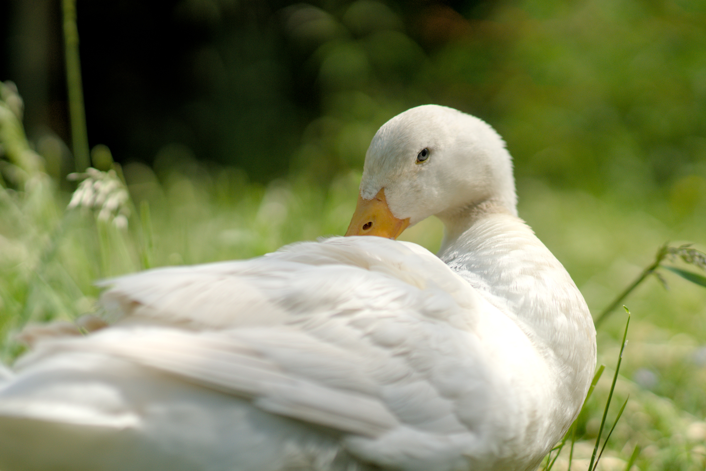 portrait of a white runner duck resting in the grass