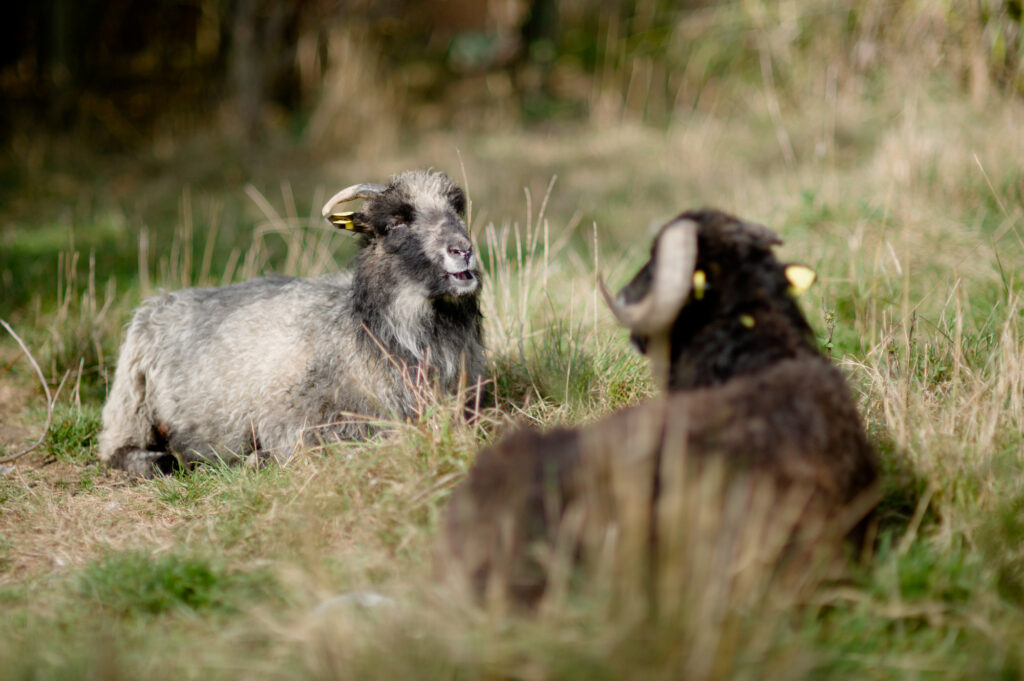 two mini sheep resting on green grass