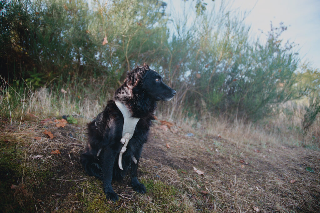 A black and white dog sitting by the side of a track and looking into the distancd