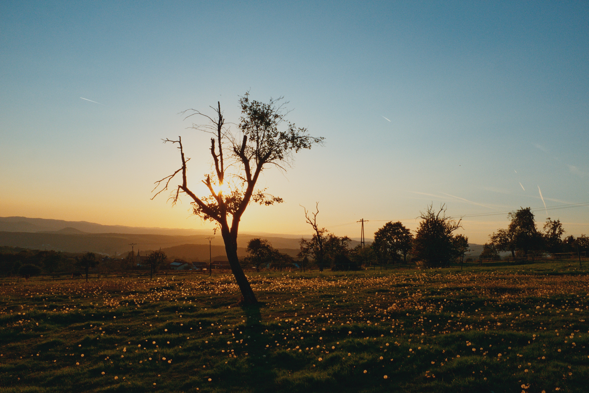Silhouette of a tree in a sunset scene, with dandelions on the ground.